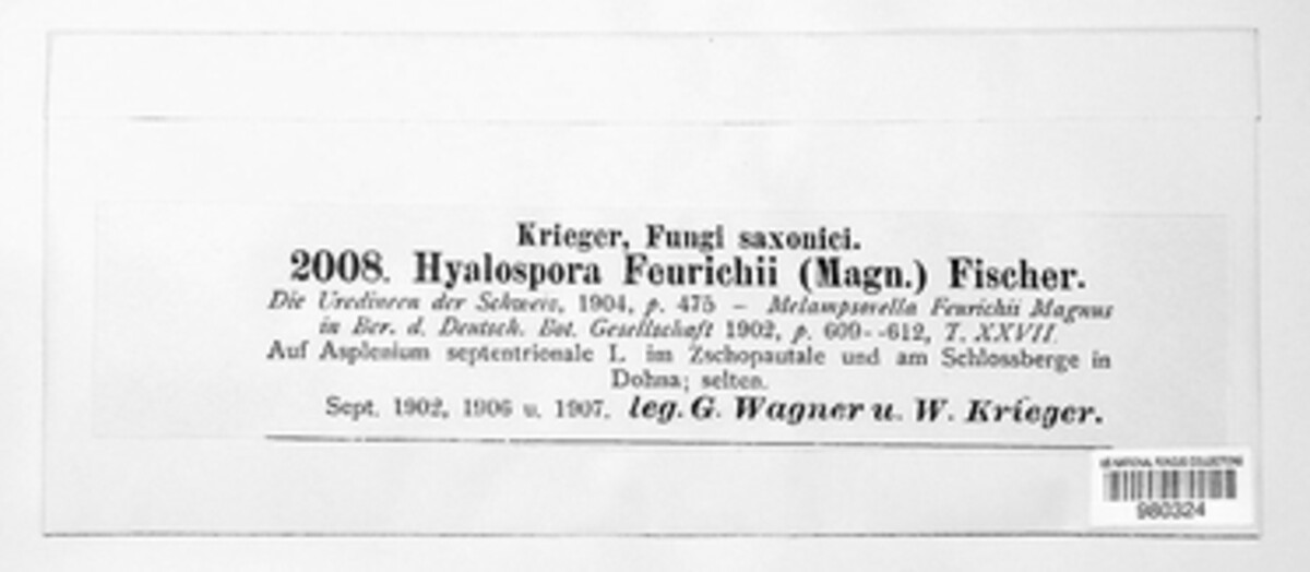 Milesina feurichii image
